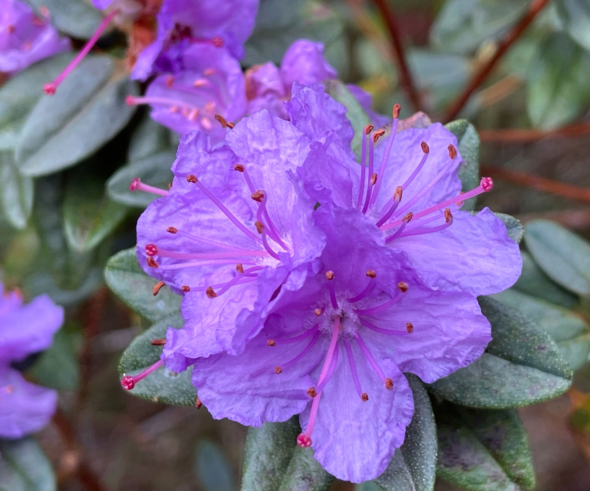 rhododendron Blue Tit with blue purple flowers
