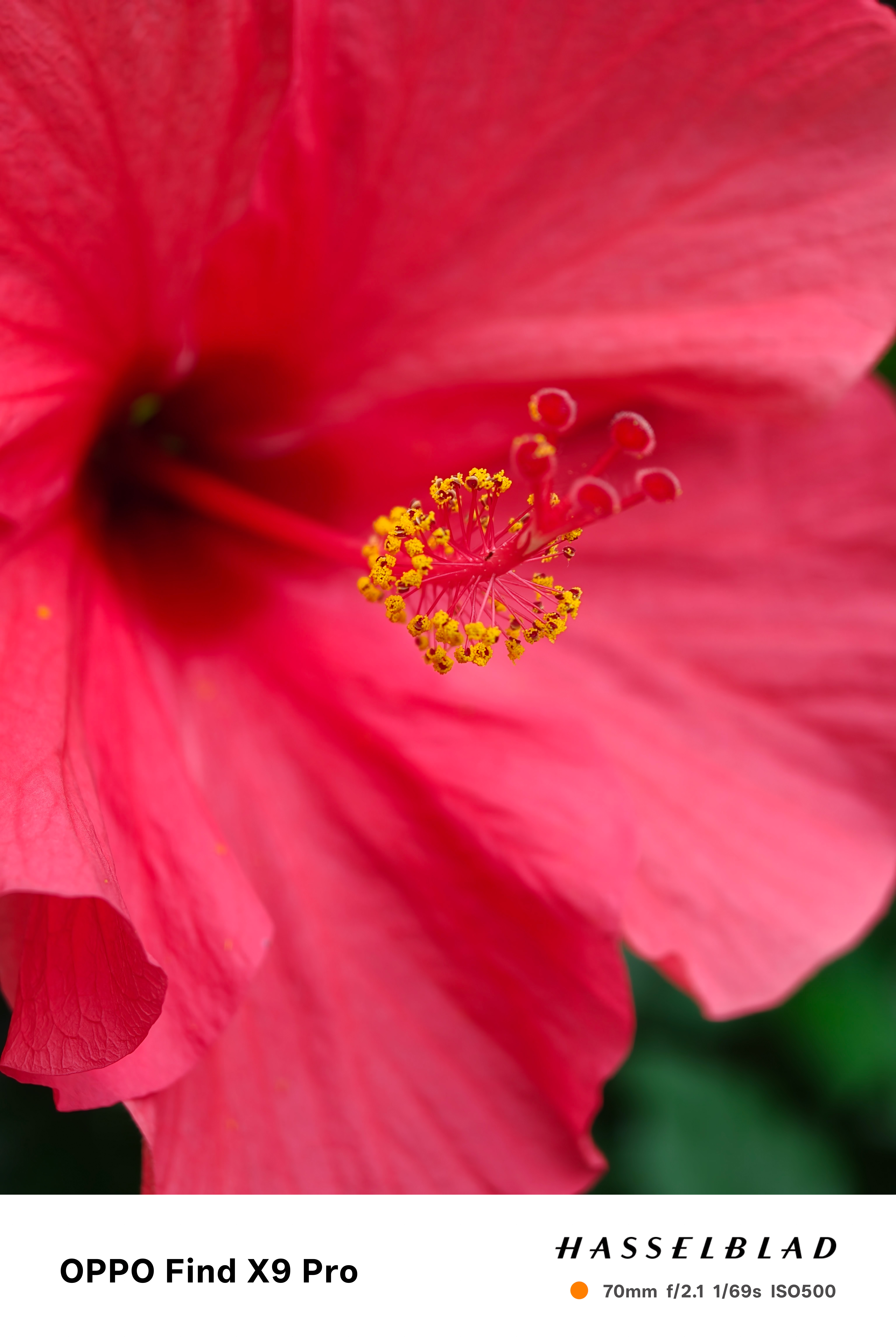 Close-up of the stamen of a pink flower