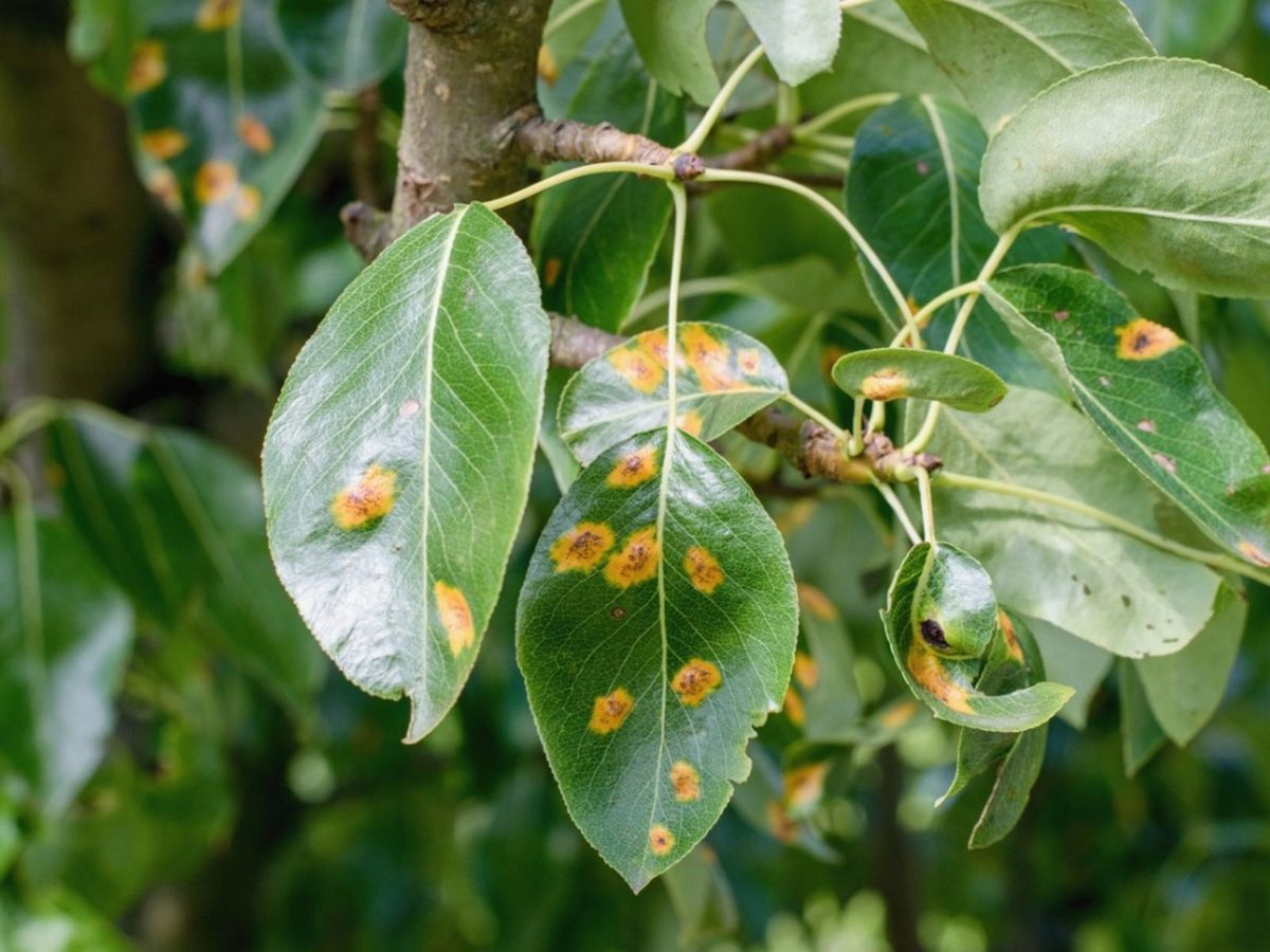 植物のさび病とさび病の治療法について学ぶ