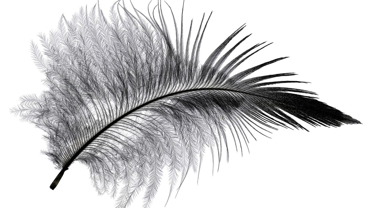 A starling feather seen under the microscope.