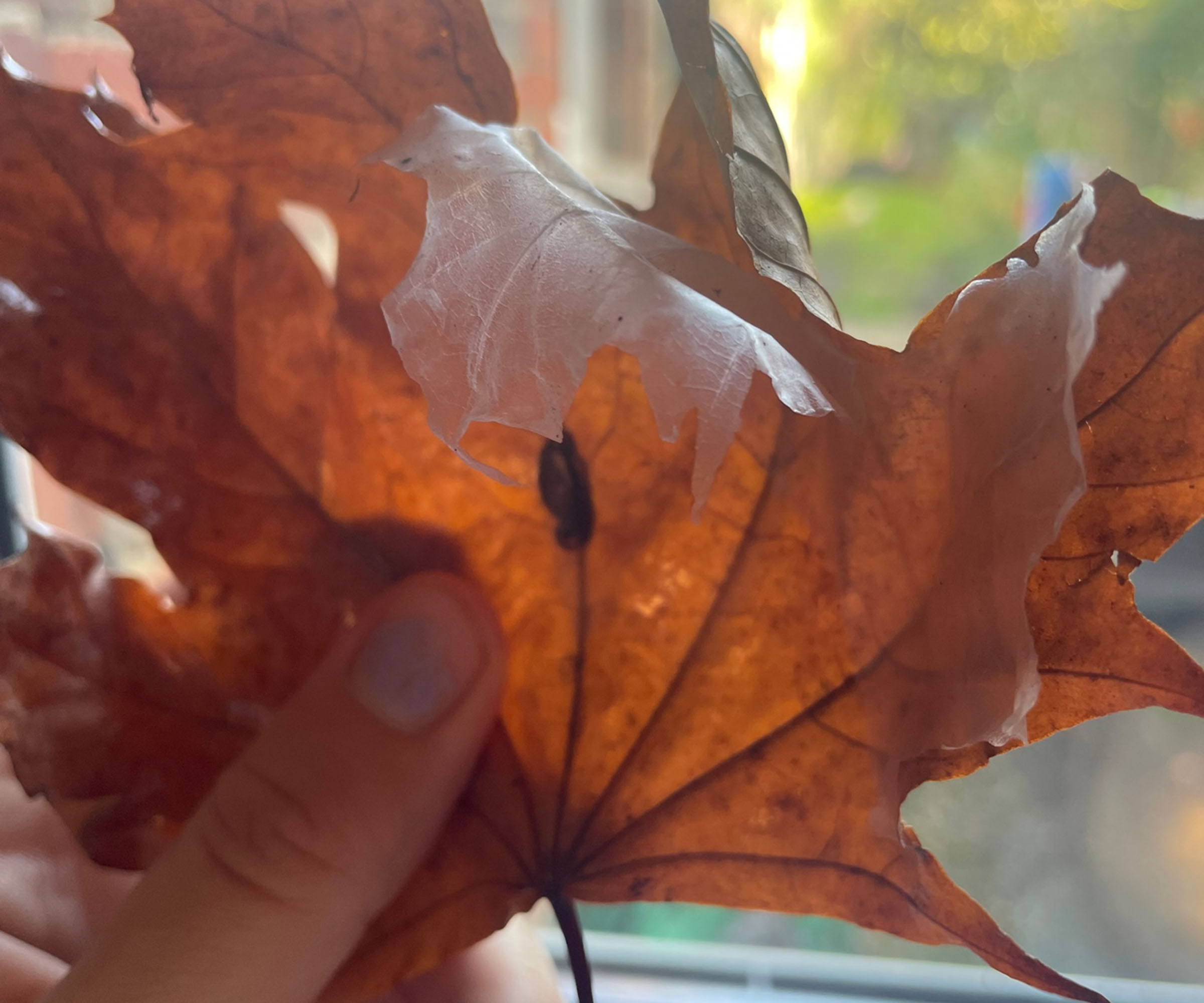 Viral leaf ghost hack - how I used PVA glue and fallen leaves to make spooky Halloween decor