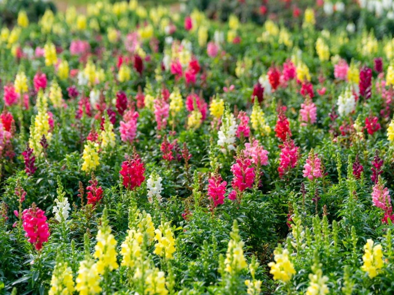 Many colorful snapdragon plants growing close together