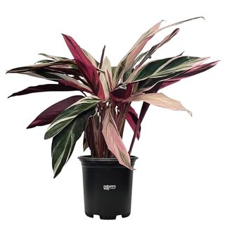 Nature's Way Farms Stromanthe Triostar Live Plant in Grower Pot (18-24 In. Tall)