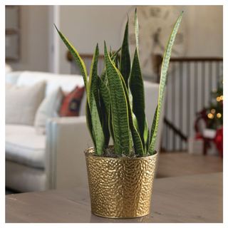 A potted snake plant from Jackson & Perkins