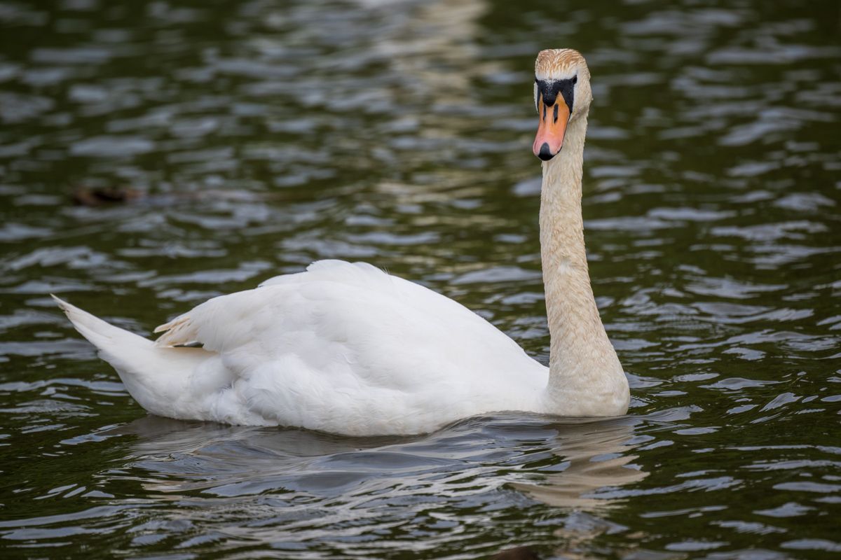 Nikon Z 800mm f/6.3 VR S