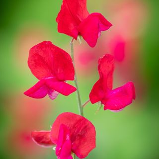 Sweet Pea 'Winston Churchill'