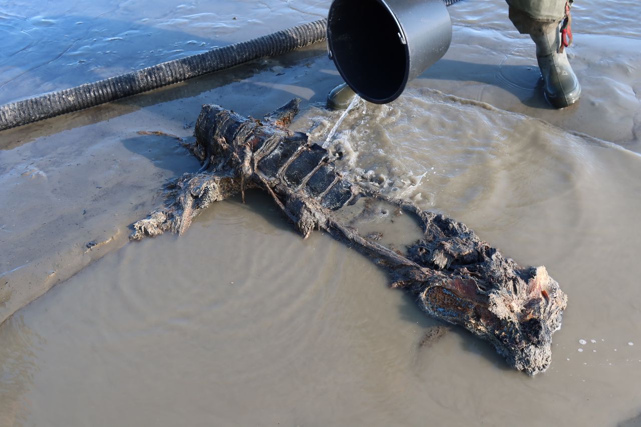 A piece of the woolly mammoth's still articulated (attached) vertebral column.