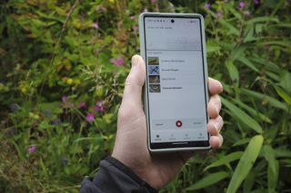 Merlin Bird ID app on phone display, outside in a green space