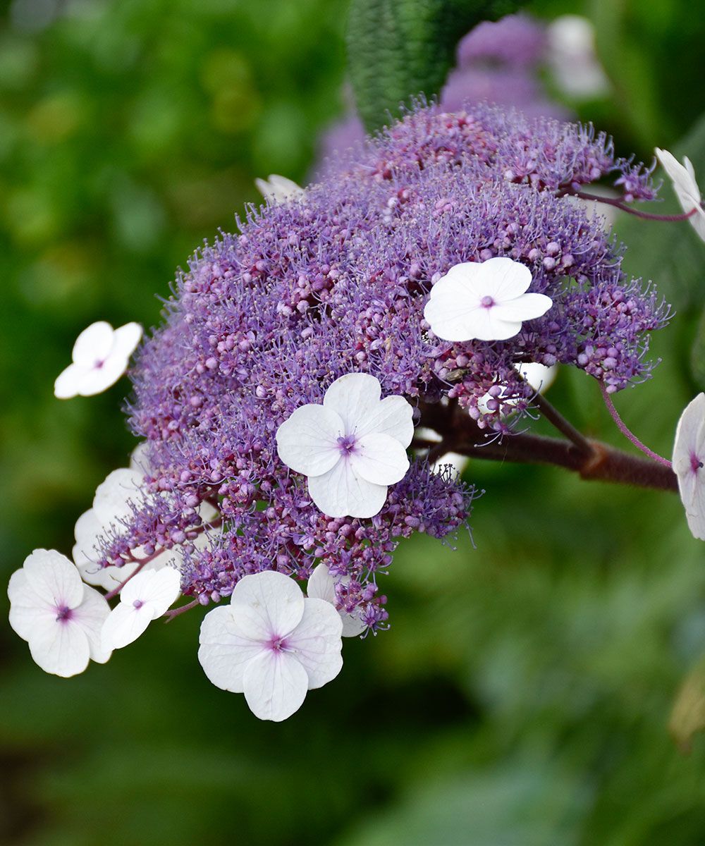 How to prune hydrangeas to keep them healthy and flowering Homes