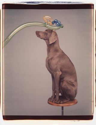 A dog sitting with a balloon on its head