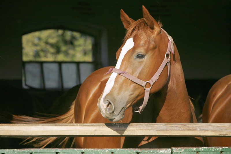 A horse in a stable