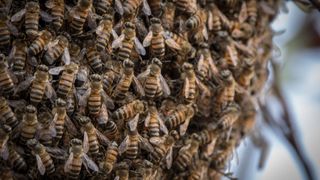 a large group of africanized honey bees clinging to the same tree trunk (it's difficult to see the trunk for all the bees)