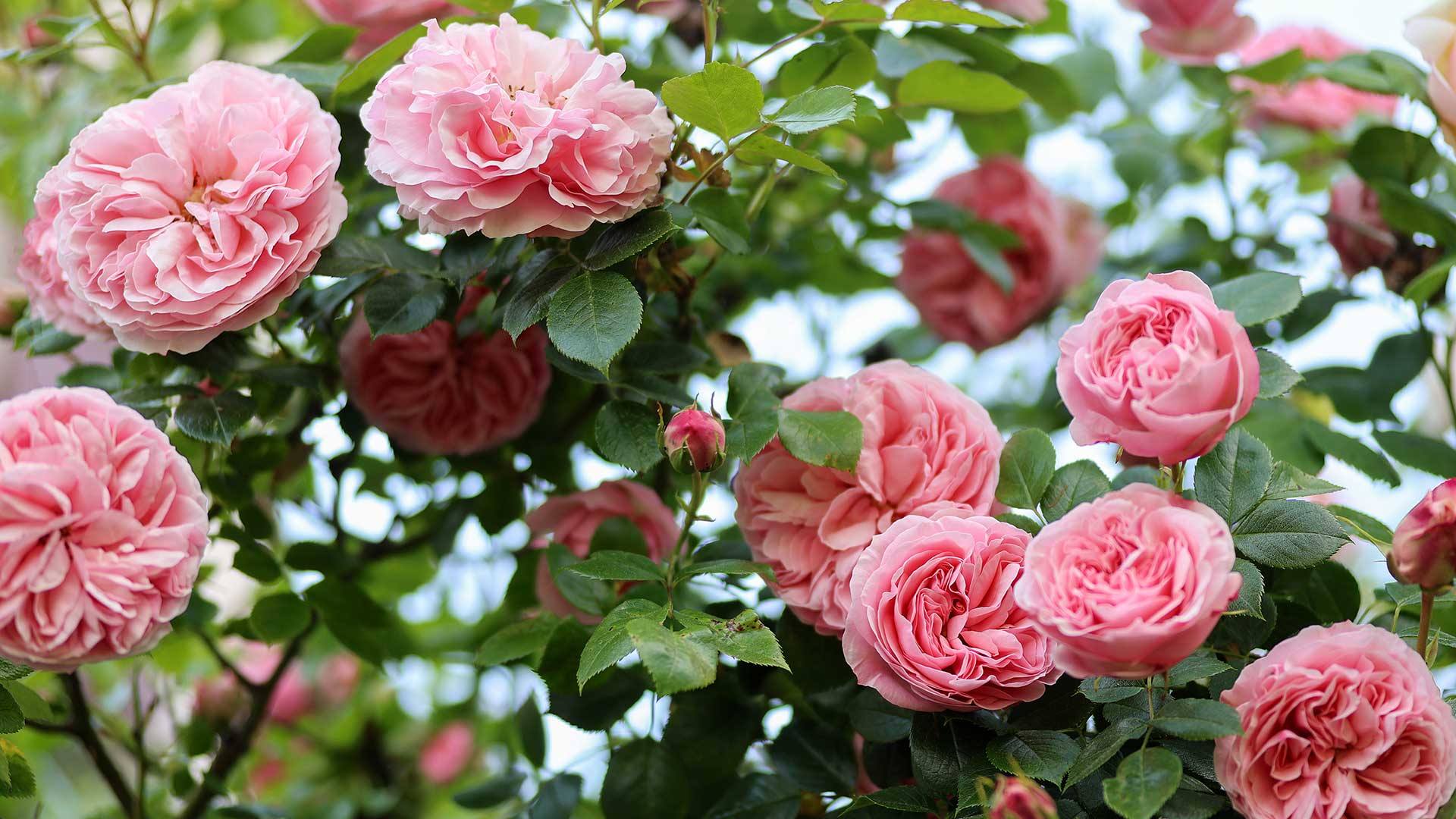 pink rose bush in bloom