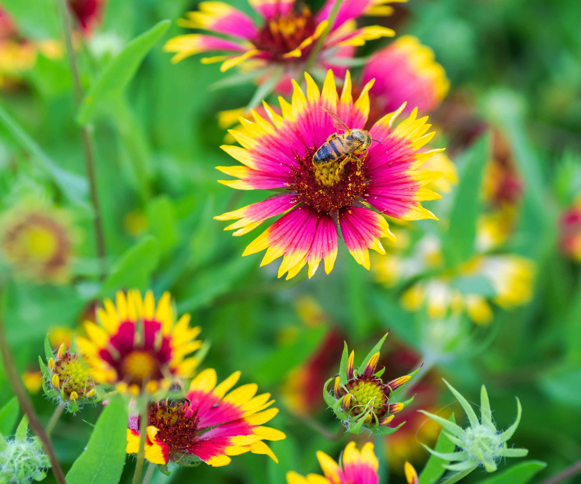 A bee enjoys nectar from a bright red and yellow gaillardia flower