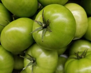 green tomatoes