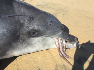  A bottlenose dolphin was suffocated after trying to eat an octopus.