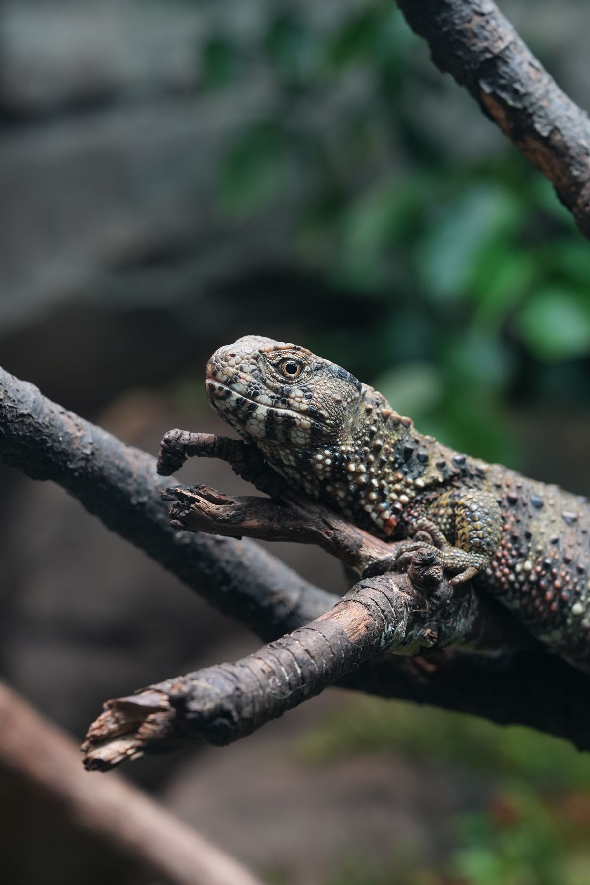 A green speckled lizard sitting on a branch