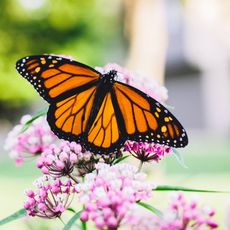 Monarch butterfly sits on pink milkweed flowers with wings open