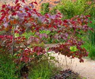 Cercis canadensis (redbud) tree in autumn