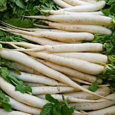 bunch of white, long radish variety 