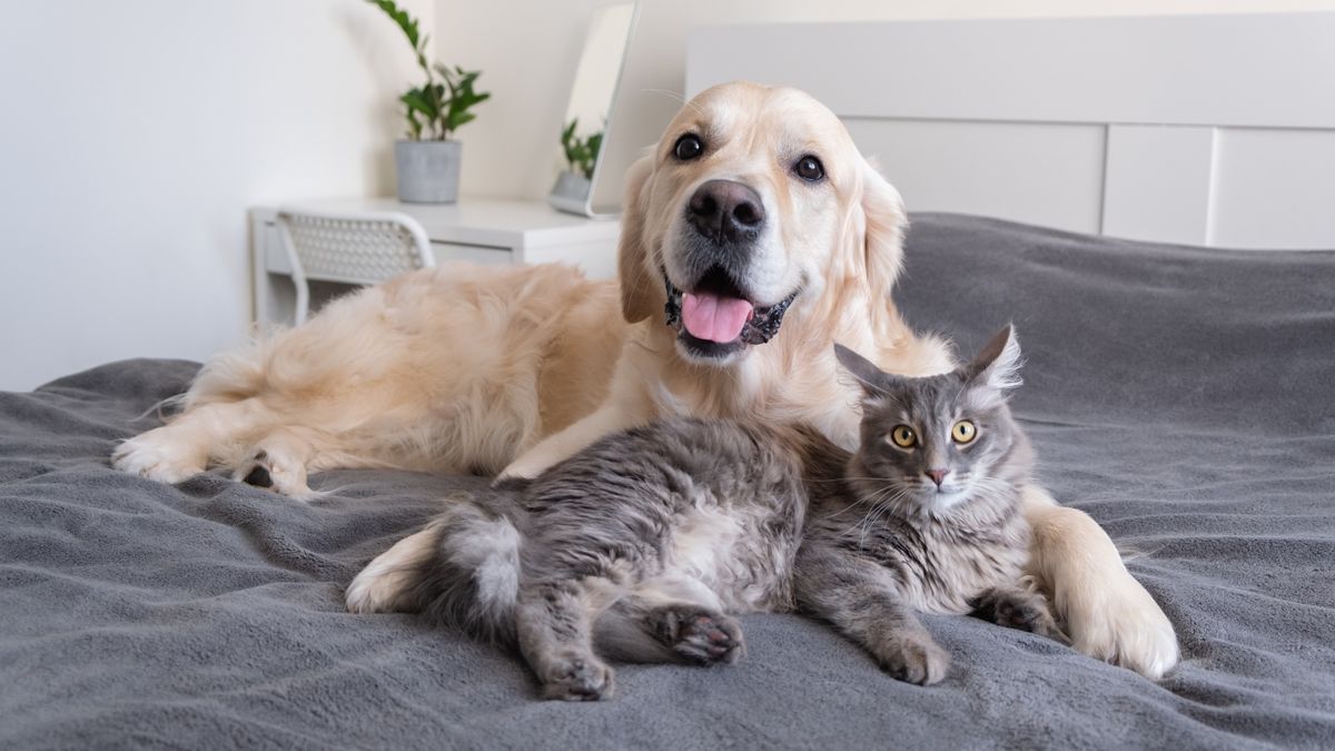 10 Reasons Why Cats Make Better Pets Than Dogs