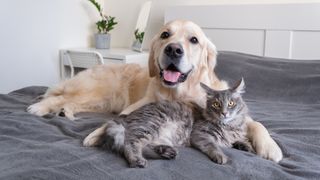 A cat and a dog lie together on the bed