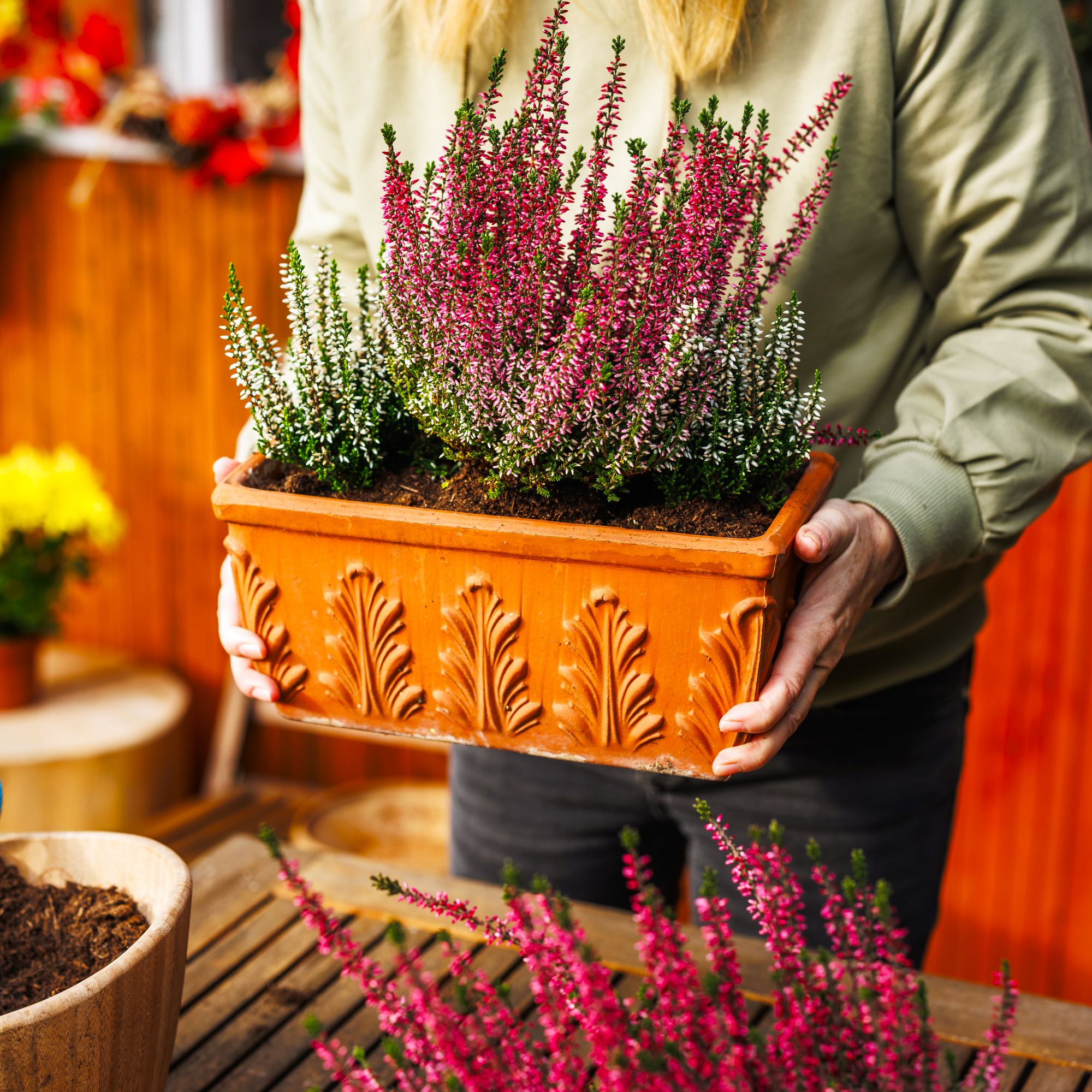 Woman holding flower pot with planted blooming heather while preparing cozy autumn floral decoration at backyard. Fall season gardening