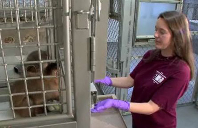 This still from an NSF Science Nation episode 'Monkey Business' shows part of a cooperation experiment, two capuchin monkeys, housed in the testing chamber on the left, choose one of two tokens, one of which represents cooperation and one of which represents non-cooperation.