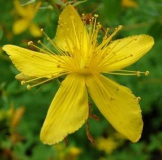 st johns wort