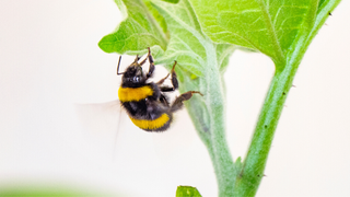 A bumble bee (Bombus terrestris) worker damaging a plant leaf