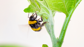 Bumblebees Bite Leaves of Flowerless Plants to Stimulate Earlier Flowering, Biology