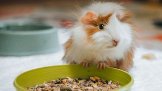 Guinea pig eating from a green bowl