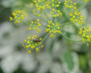 dill plant in flower