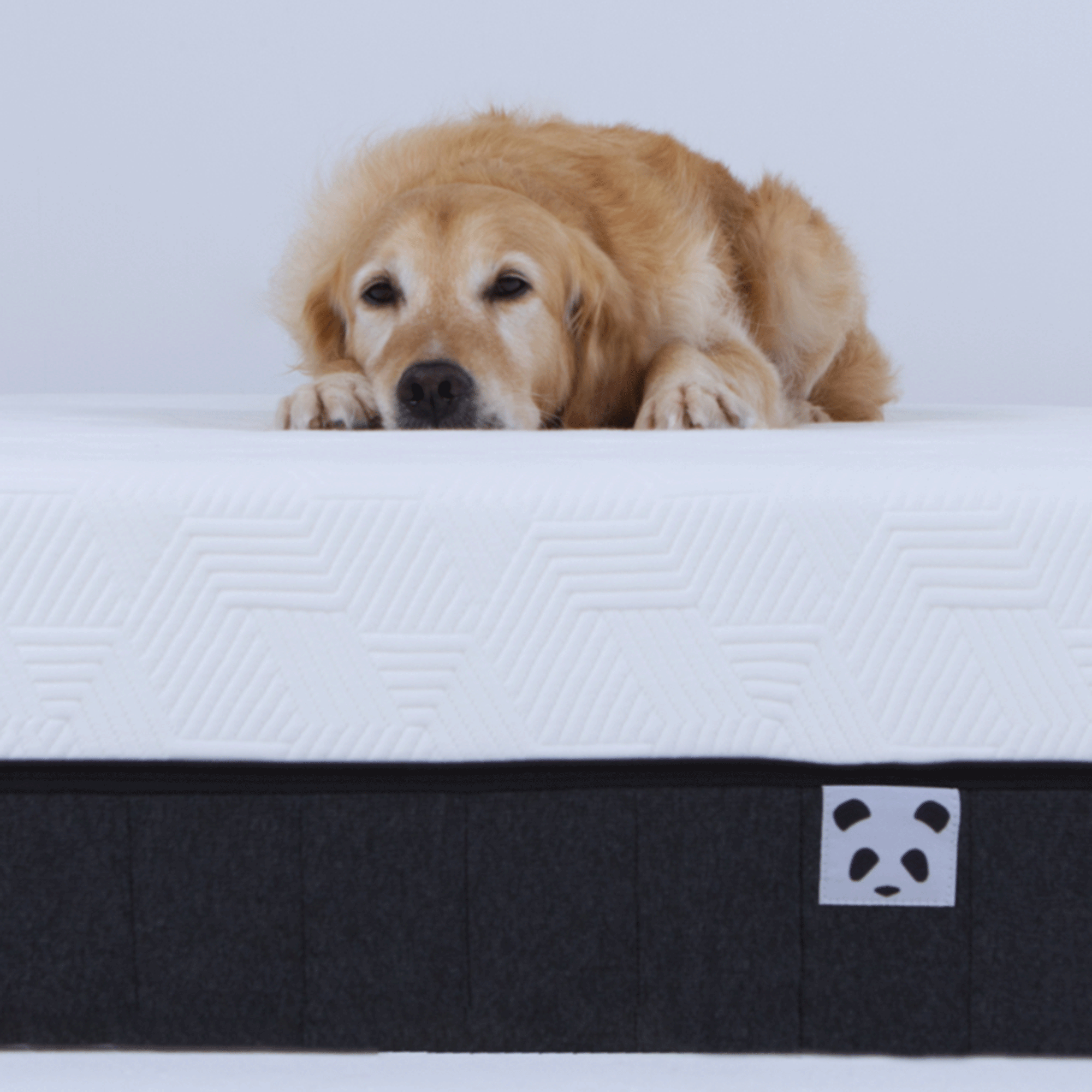 Panda bedding with dog