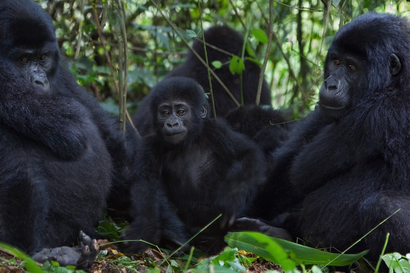 Mountain gorillas.