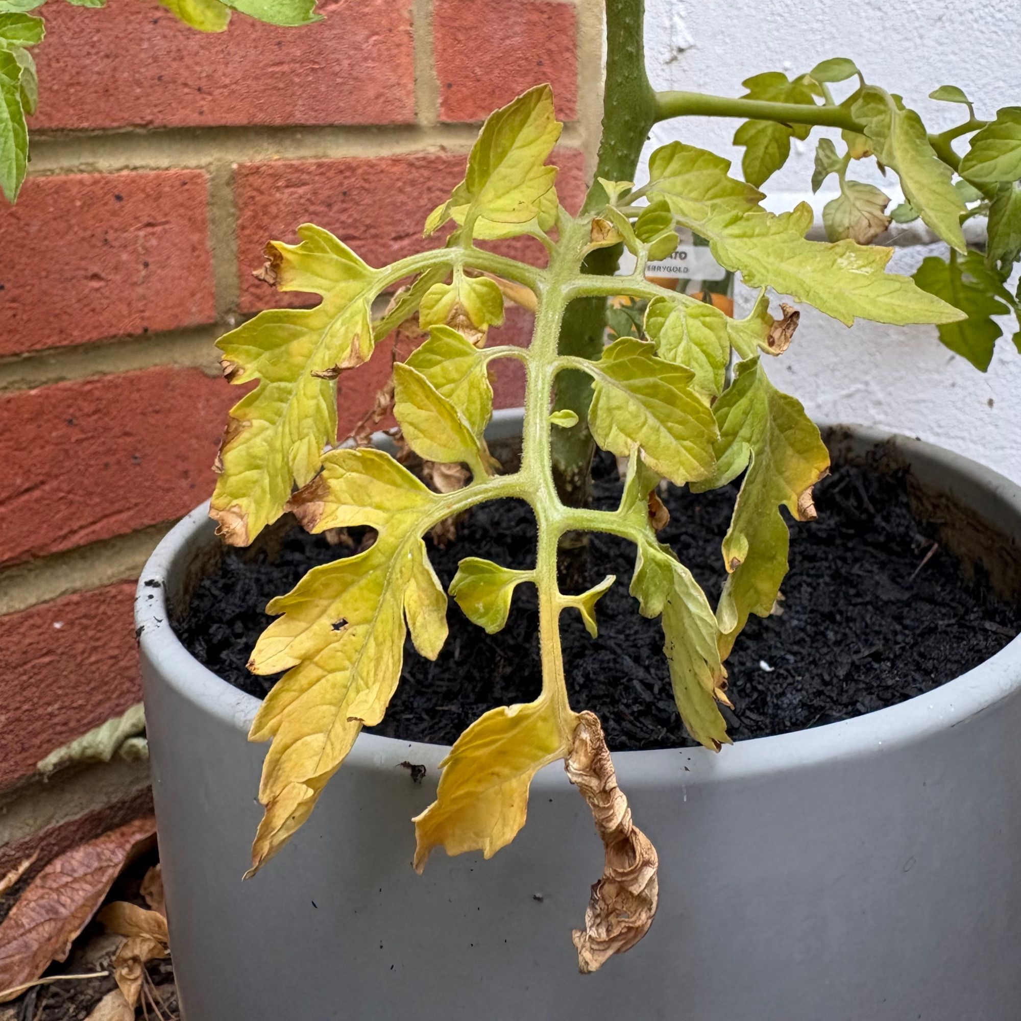 Yellow leaves on tomato plant, which is growing in a grey pot against a brick garden wall