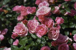 A close-up of a pink rose bush