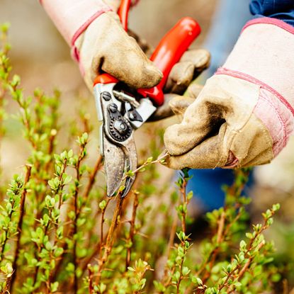 Gloved hands pruning a berberis shrub