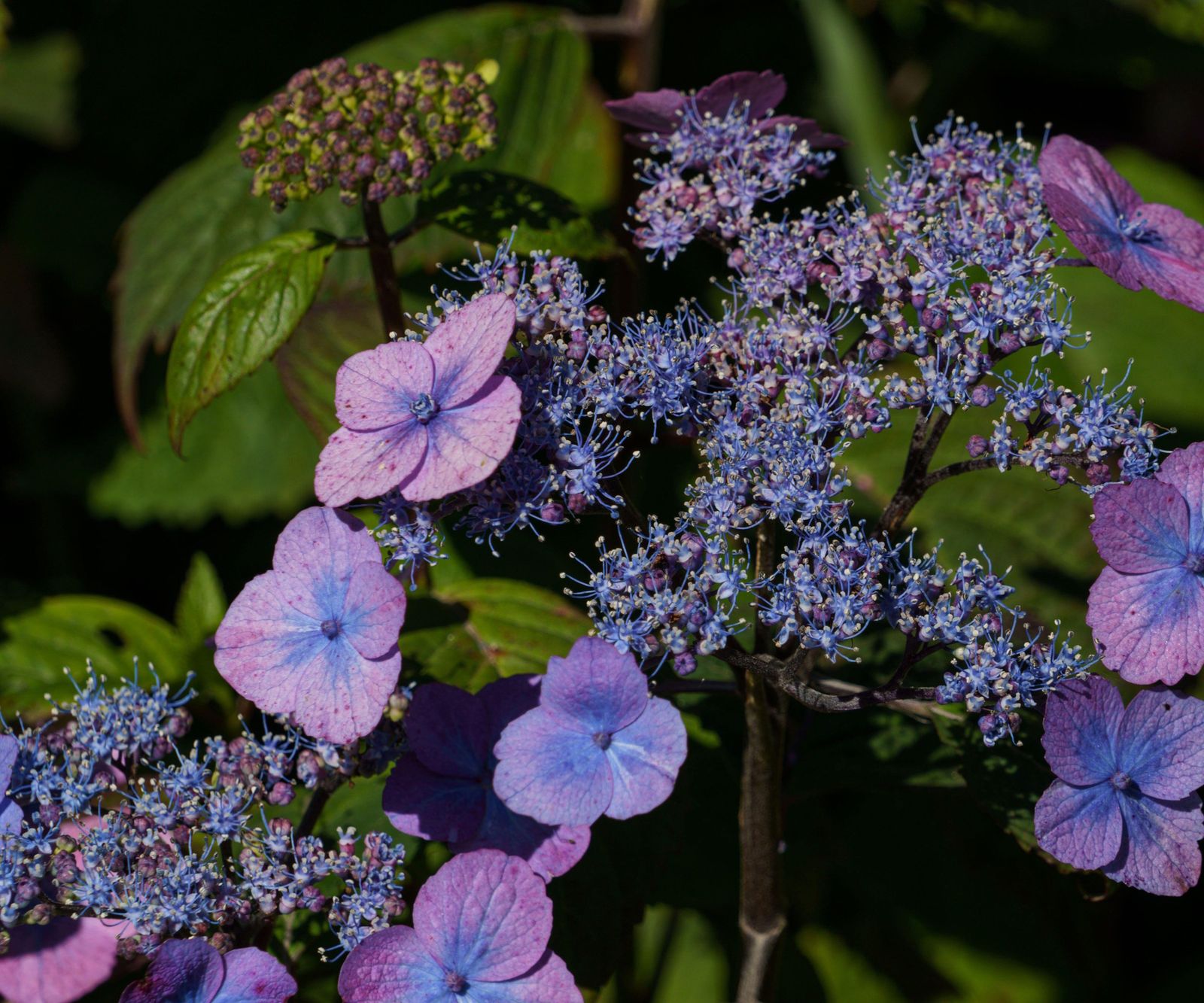 Best hydrangeas for small spaces: 5 compact floral shrubs | Homes and ...