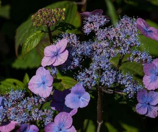 'Tiny Tuff Stuff' Mountain Hydrangea, or Hydrangea serrata, with purple-blue flower petals