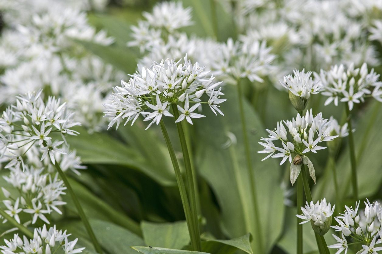 White Petaled Allium Plants