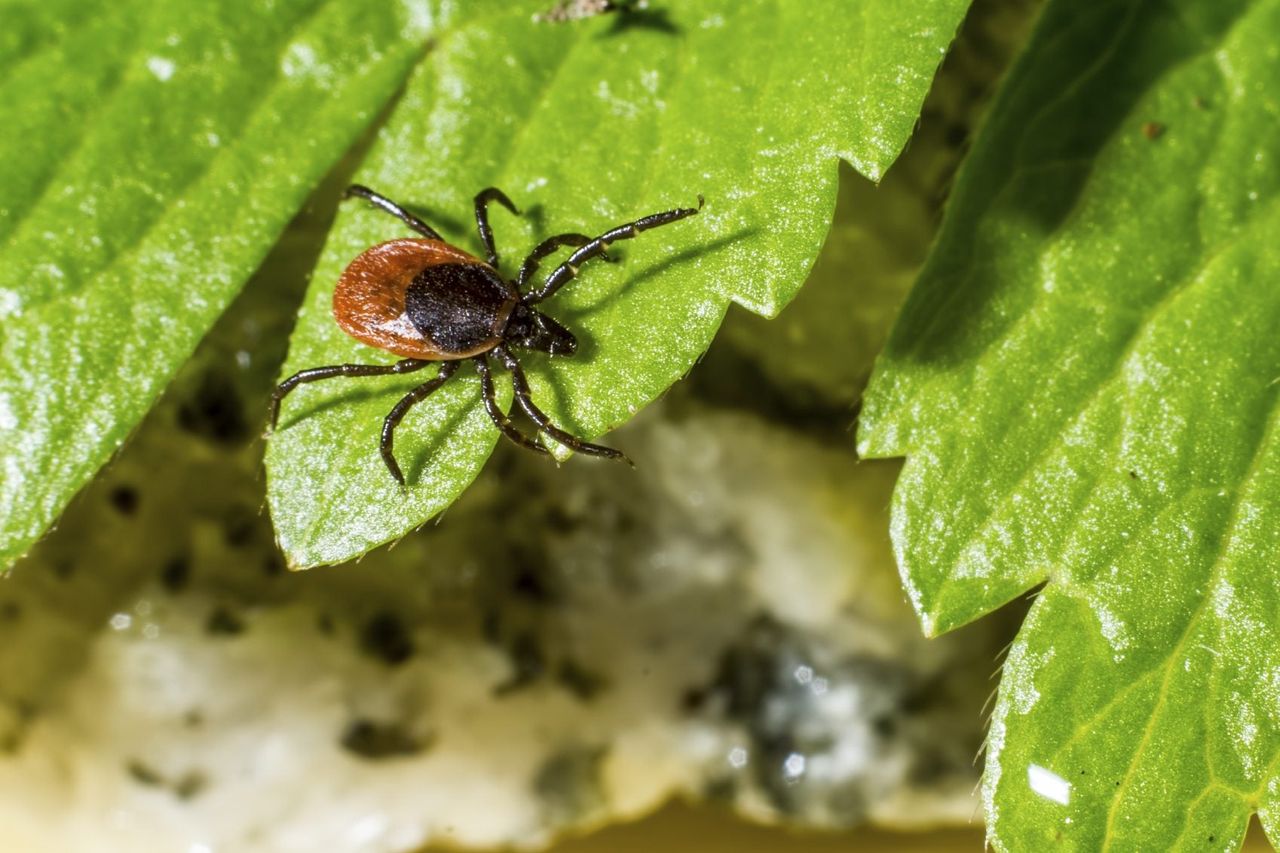 Tick On A Plant Leaf