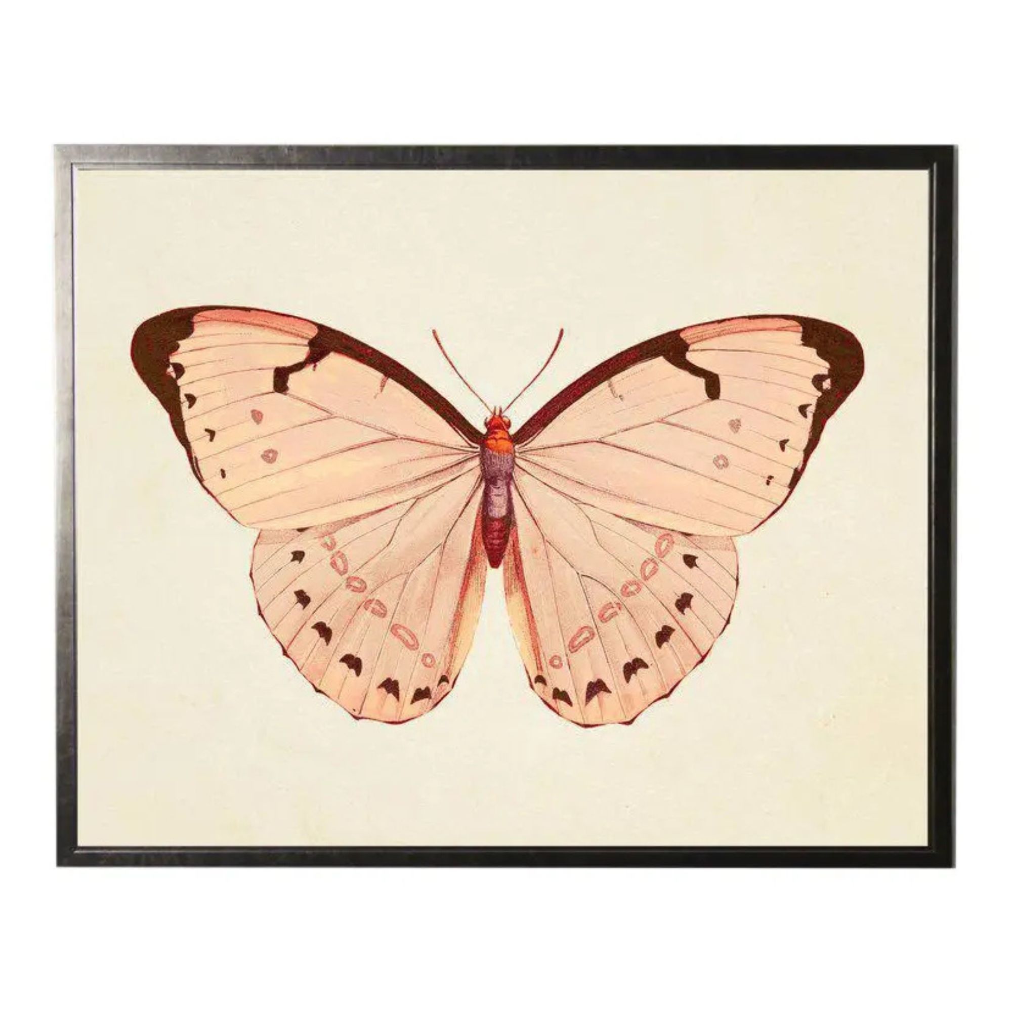 Horizontal Pink Butterfly Print in Pewter Shadowbox