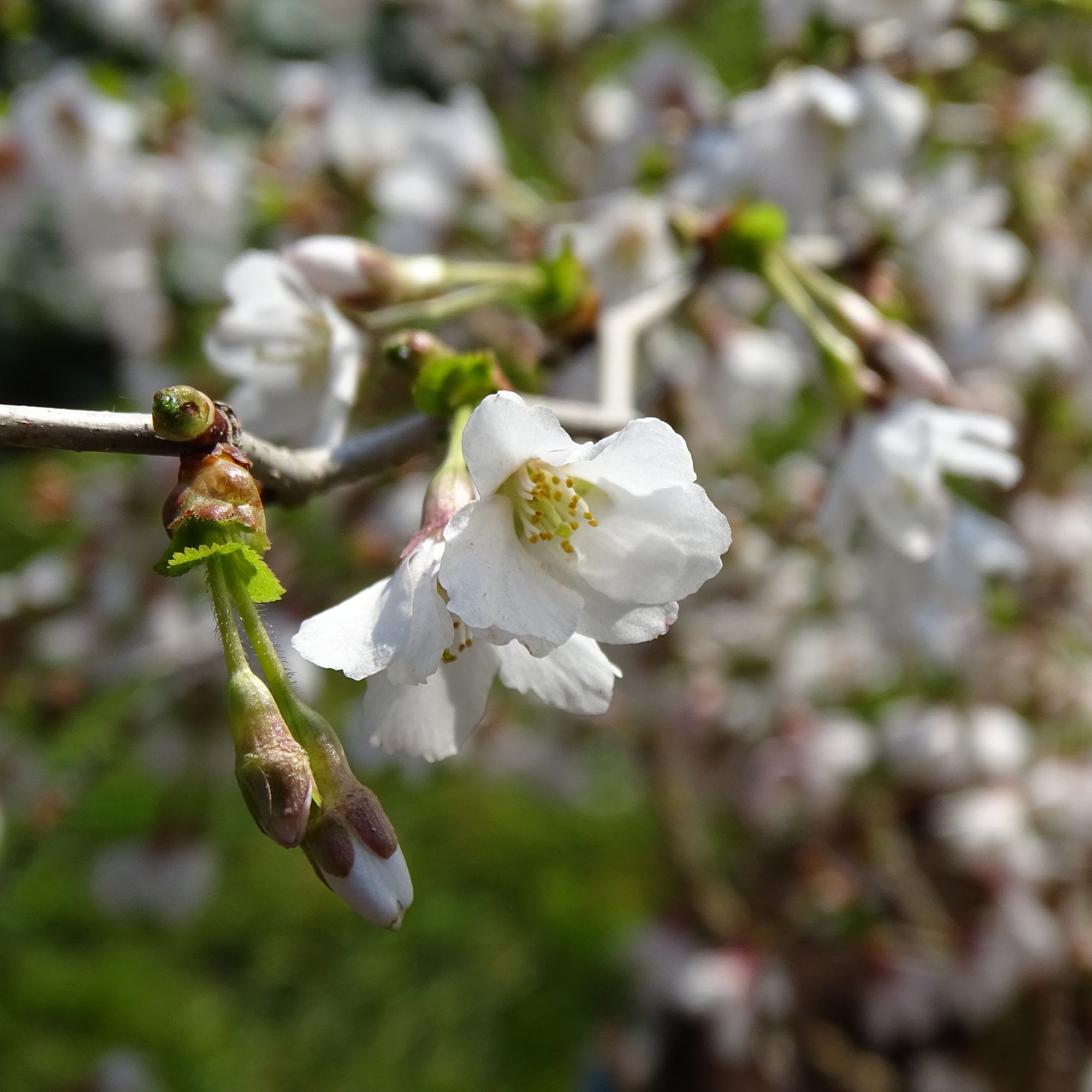 Cherry blossom 'Kojo-no-mai'