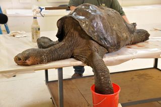the taxidermists create casts of Lonesome George’s head, limbs and tail
