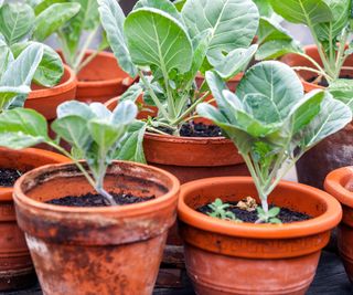 kohlrabi plants growing in terracotta pots before being potted on