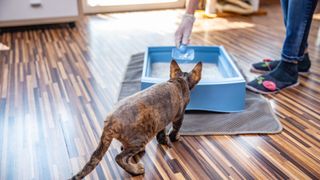 a cat approaches a litterbox as their pet parent cleans it