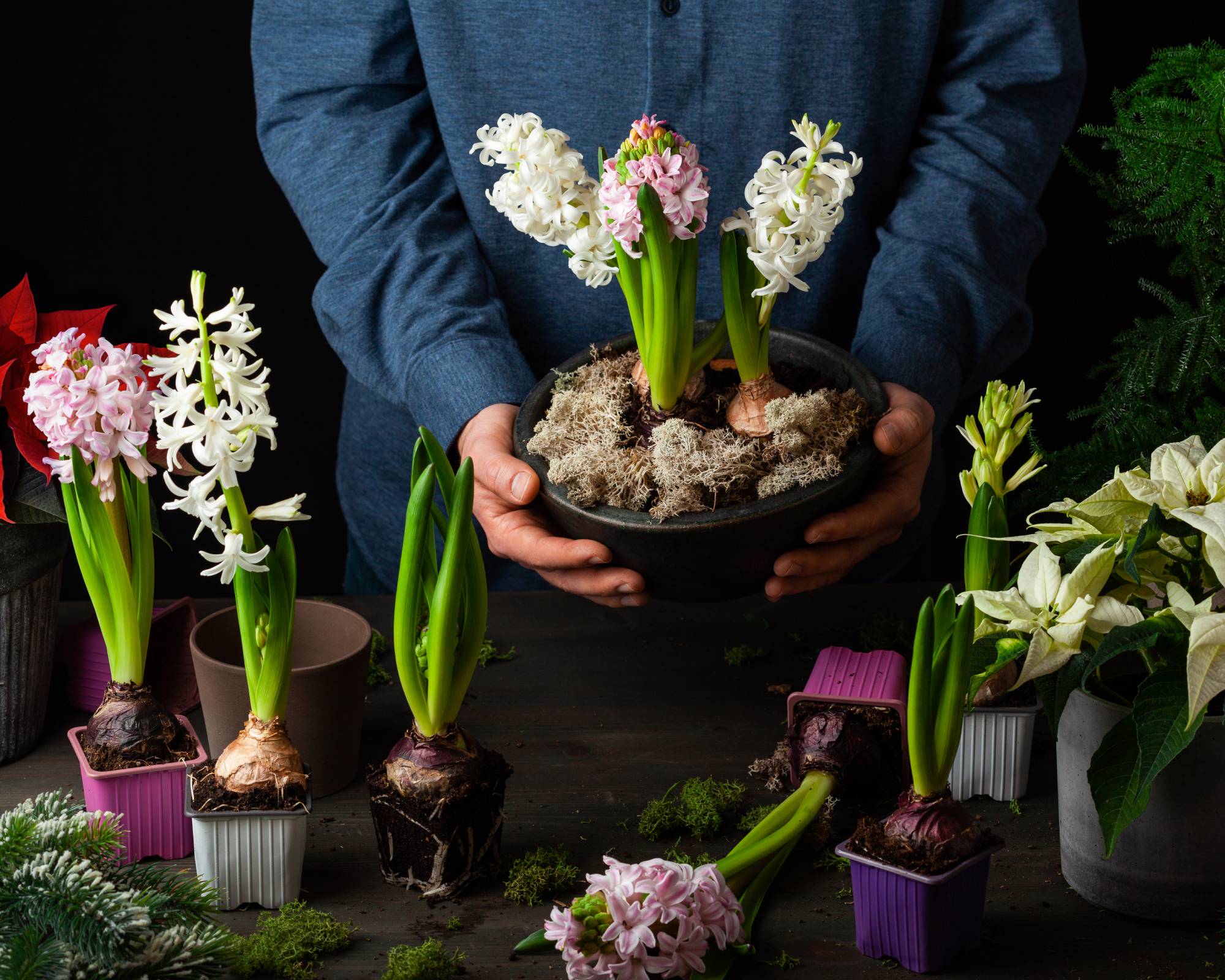 Hyacinths for Christmas display