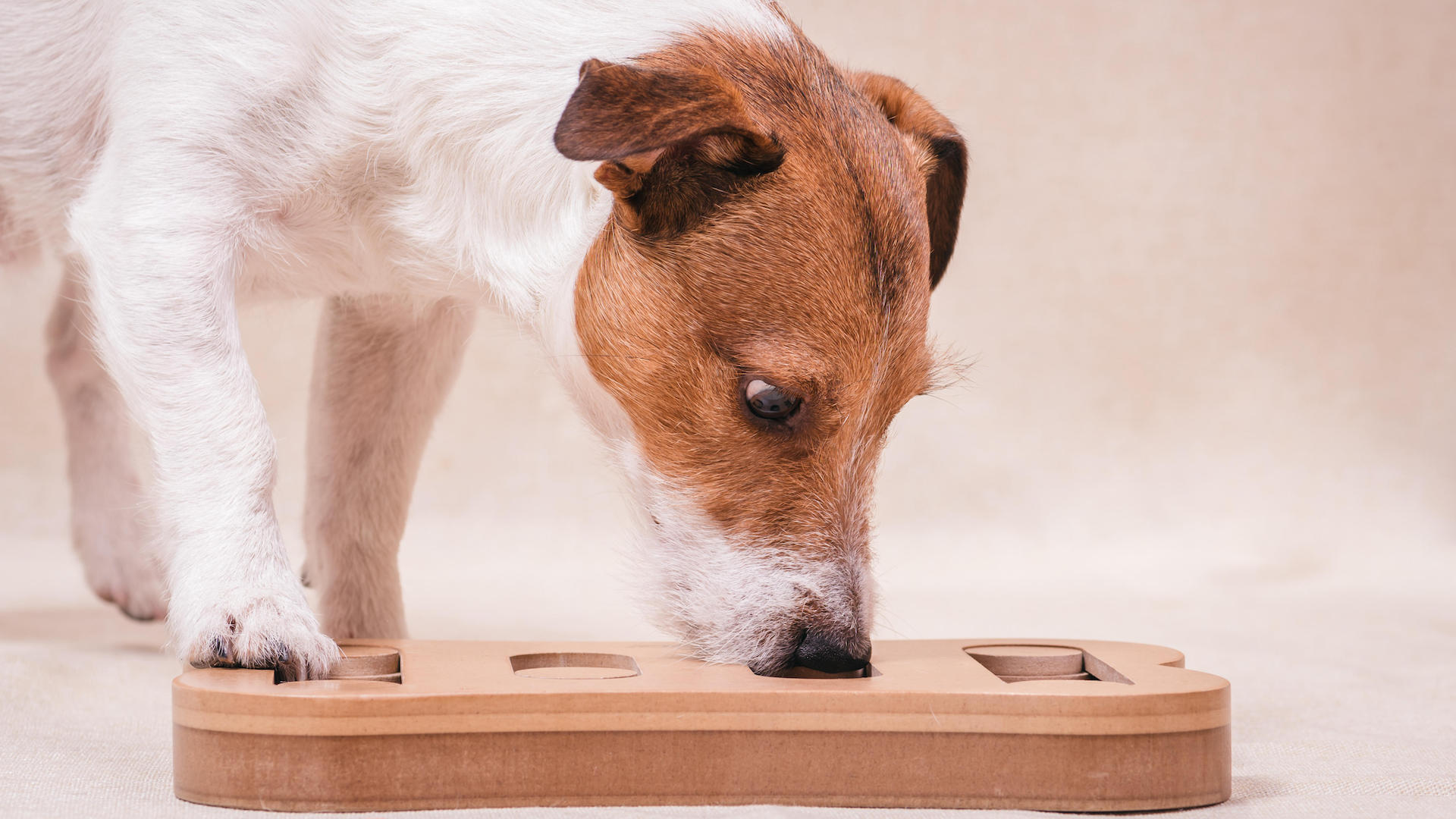 Terrier playing puzzle game