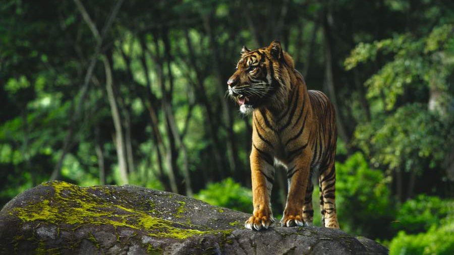 Three Rare Sumatran Tiger Cubs Born at London Zoo